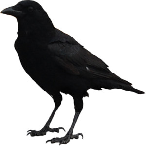 Crow